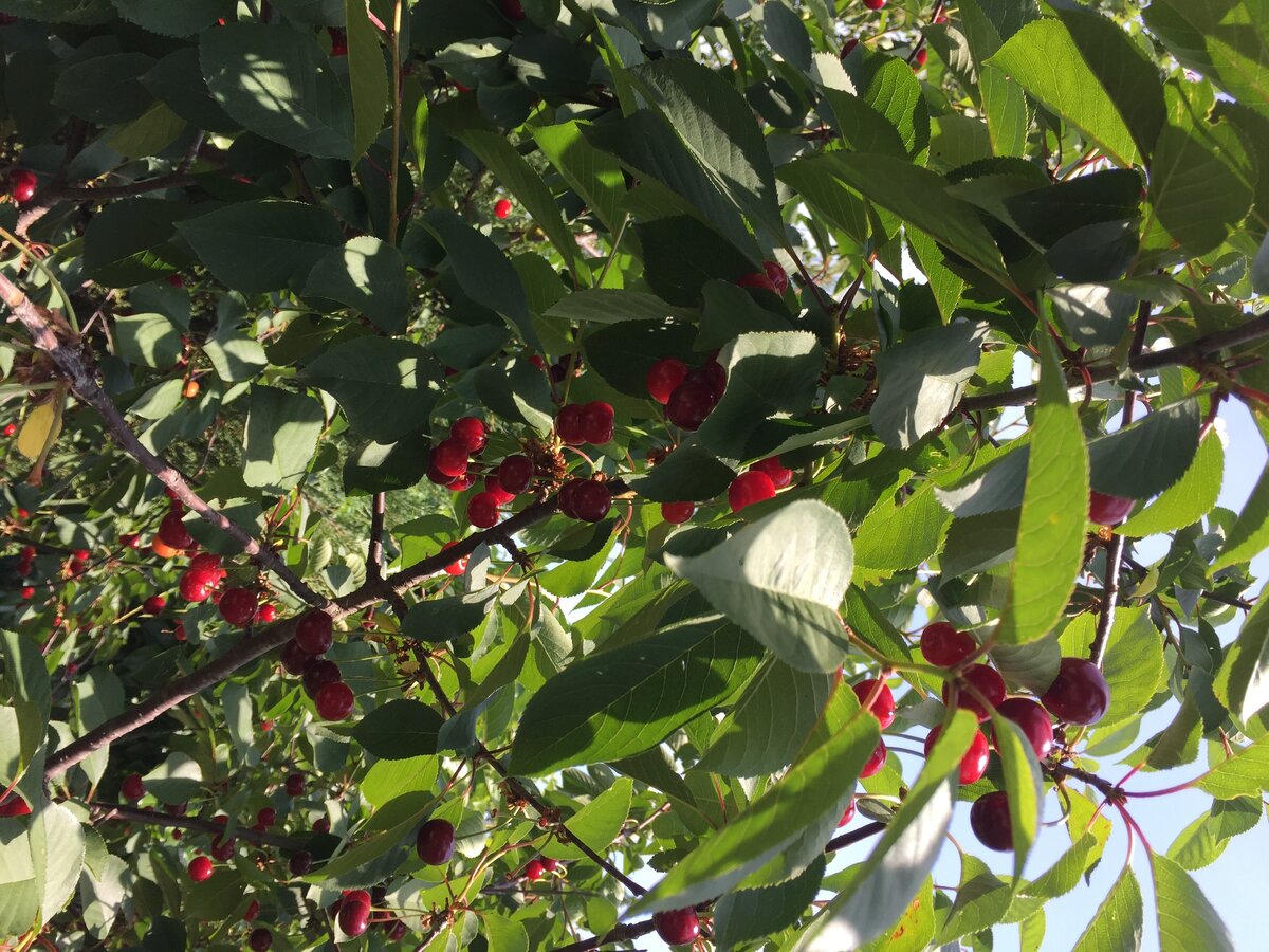 Чери-вишня в нашем саду.Плохо передаёт тёмно -вишнёвый цвет, красным отдаёт, поверьте наслово: ЯГОДЫ ОЧЕНЬ ТёМНЫЕ
