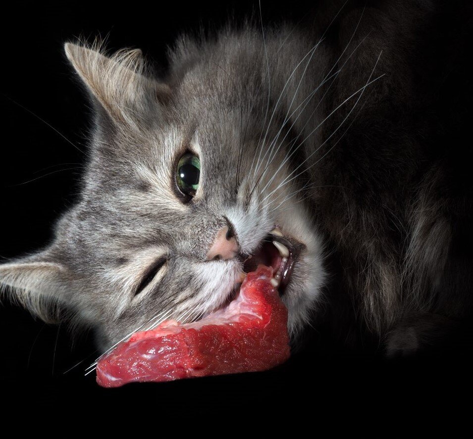 Таурин - необходимая аминокислота, которую организм кошки не может самостоятельно вырабатывать