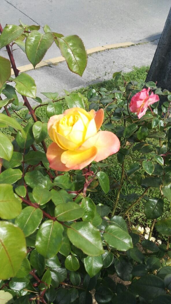 Чилийские розы