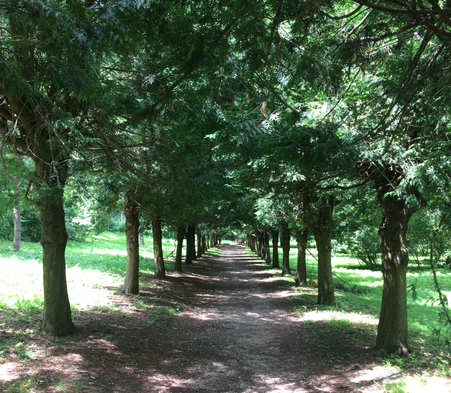 ближние рощи. сквер березовая роща тюмень. ближние рощи. дубки таганрог. дубки таганрог роща таганрог.