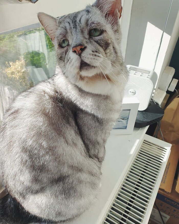 Кот Тоби. Источник фото: https://www.instagram.com/tummyandgummy