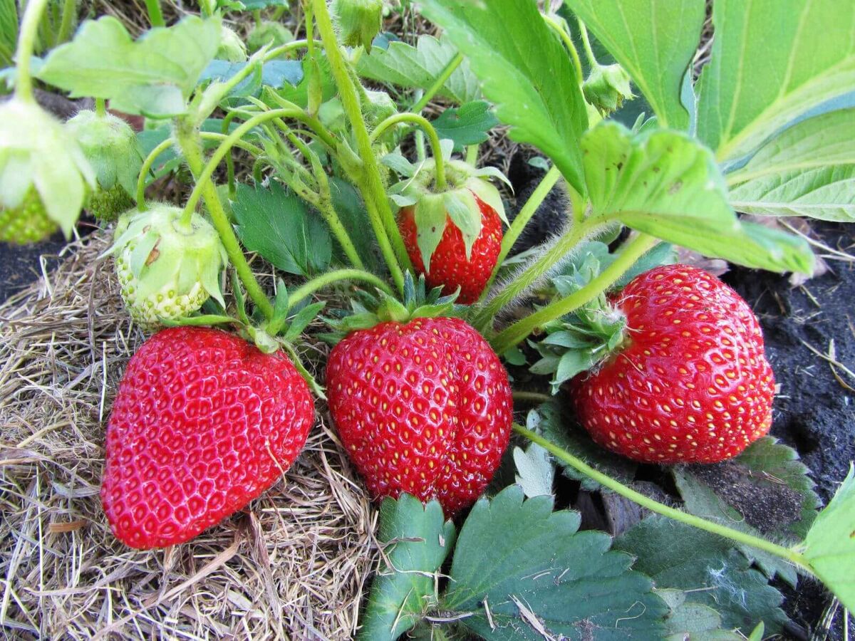 Источник dekorsad56.ru