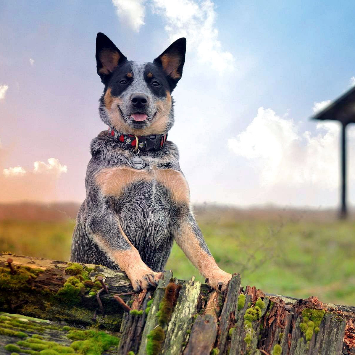 Фото с сайта petzona.ru