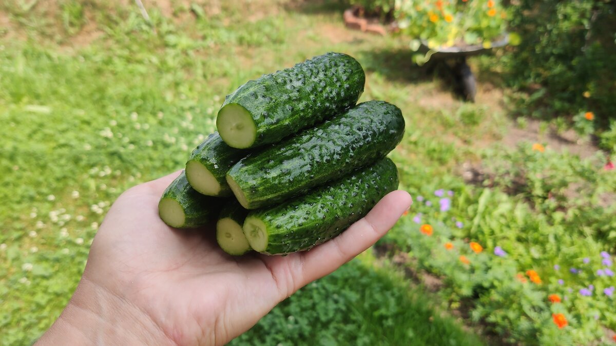 Огурчики для маринования