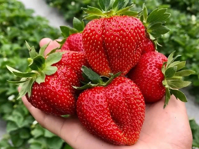 Клубника Маршал: описание сорта, отзывы садоводов, фото - все о популярной ягоде
