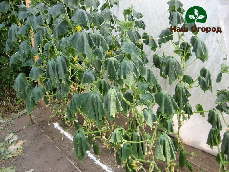 Увядание листьев у огурца может существенно снизить урожай