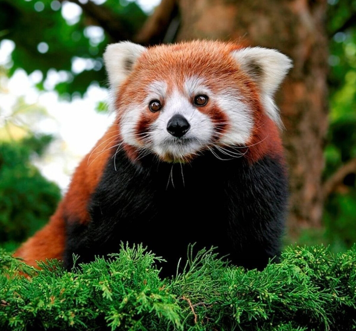 Самое высокоорганизованное животное. Красная Панда Меконг. Красная енотовидная Панда. Малая красная Панда красная книга. Енотовидная рыжая Панда малая.