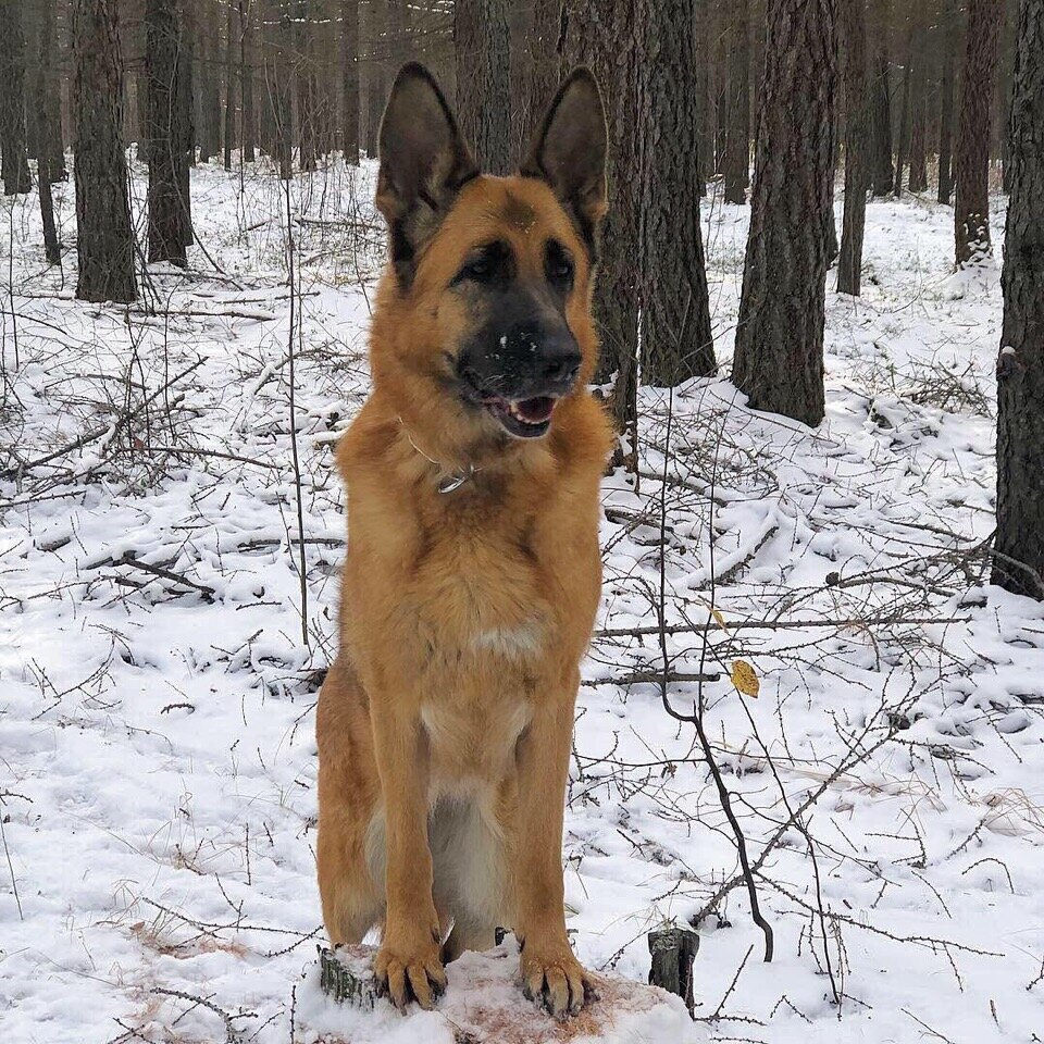 Жуженька хранитель пня. 2018 год 