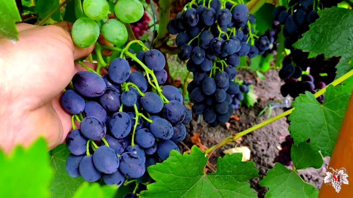 Купить Виноград кишмиш Брависсимо VINOGRADLIFE саженцы винограда Волгоград