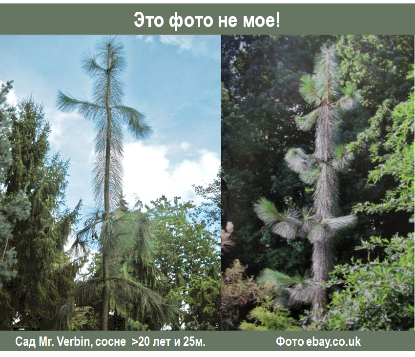 Сосны с экстра-длинными иголками в Петербурге и Москве | Сад под ...