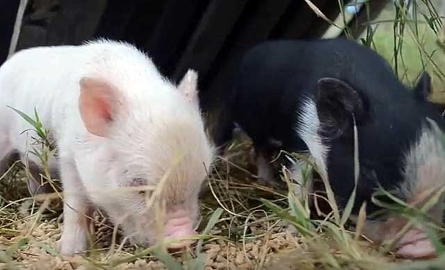 Поросята растут, когда им комфортно: как защитить свиней от зимних морозов