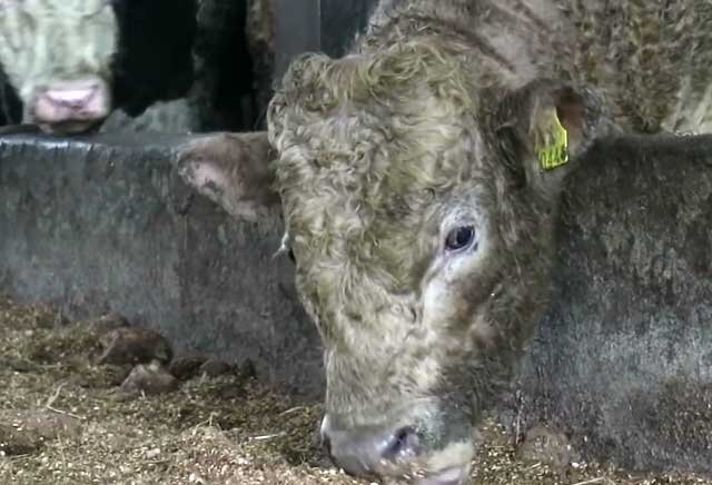 Бить или не бить? Откорм бычков молочного направления даст рынку до 700 тысяч тонн мяса в год