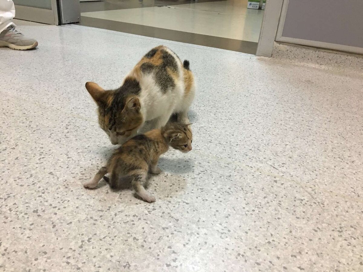 Кошка с котенком. Источник фото: https://www.thedodo.com/close-to-home/stray-cat-brings-baby-to-hospital