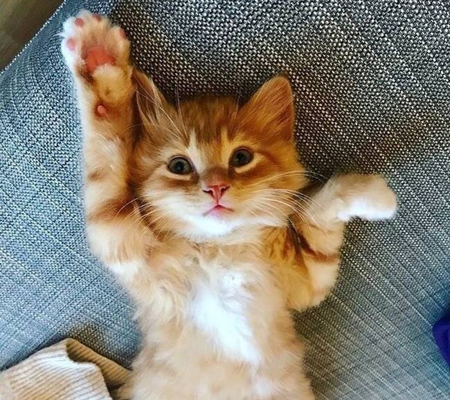 Источник lovemeow