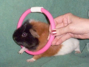 Обучение команде 