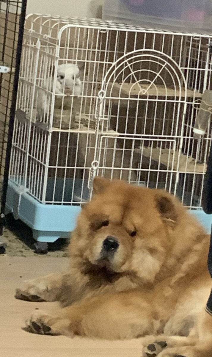Хозяева опять что-то задумали