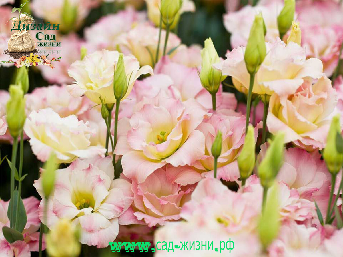 эустома кармен роуз. лизиантус f1 авс грин. эустома корелли вайт крупноцветковая. лизиантус розита вайт. эустома крупноцветковая.