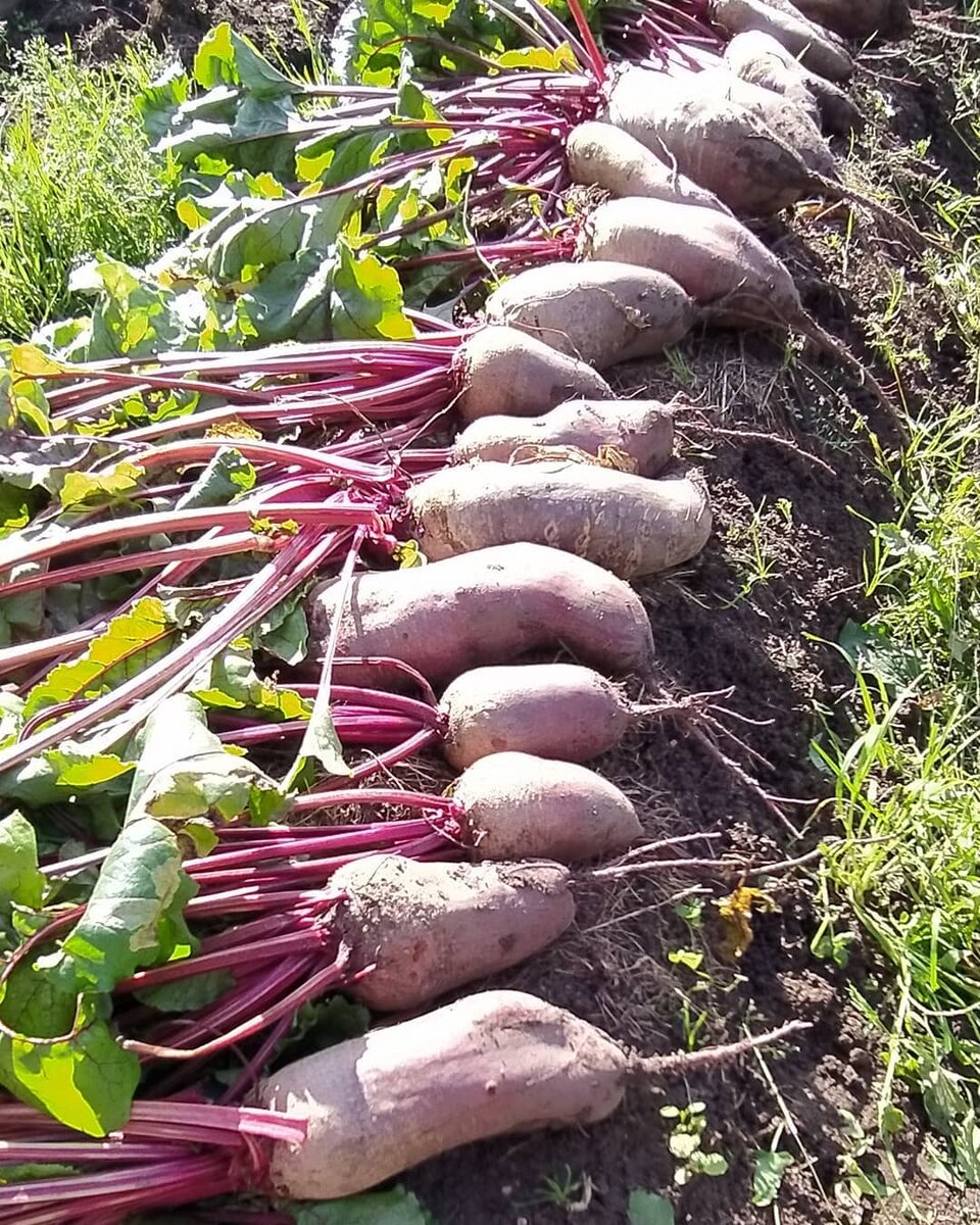 Цилиндра свекла когда убирать урожай с грядки. Свекла на грядке. Свекла вот эта свекла цилиндрическая когда посадить. Сбор свеклы. Цилиндра свекла когда убирать урожай с грядки.