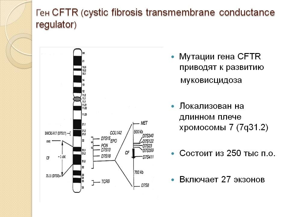Изображение гена мутация которого приводит к заболеванию муковисцидоз.