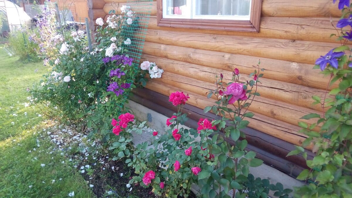 Розы и  клематисы