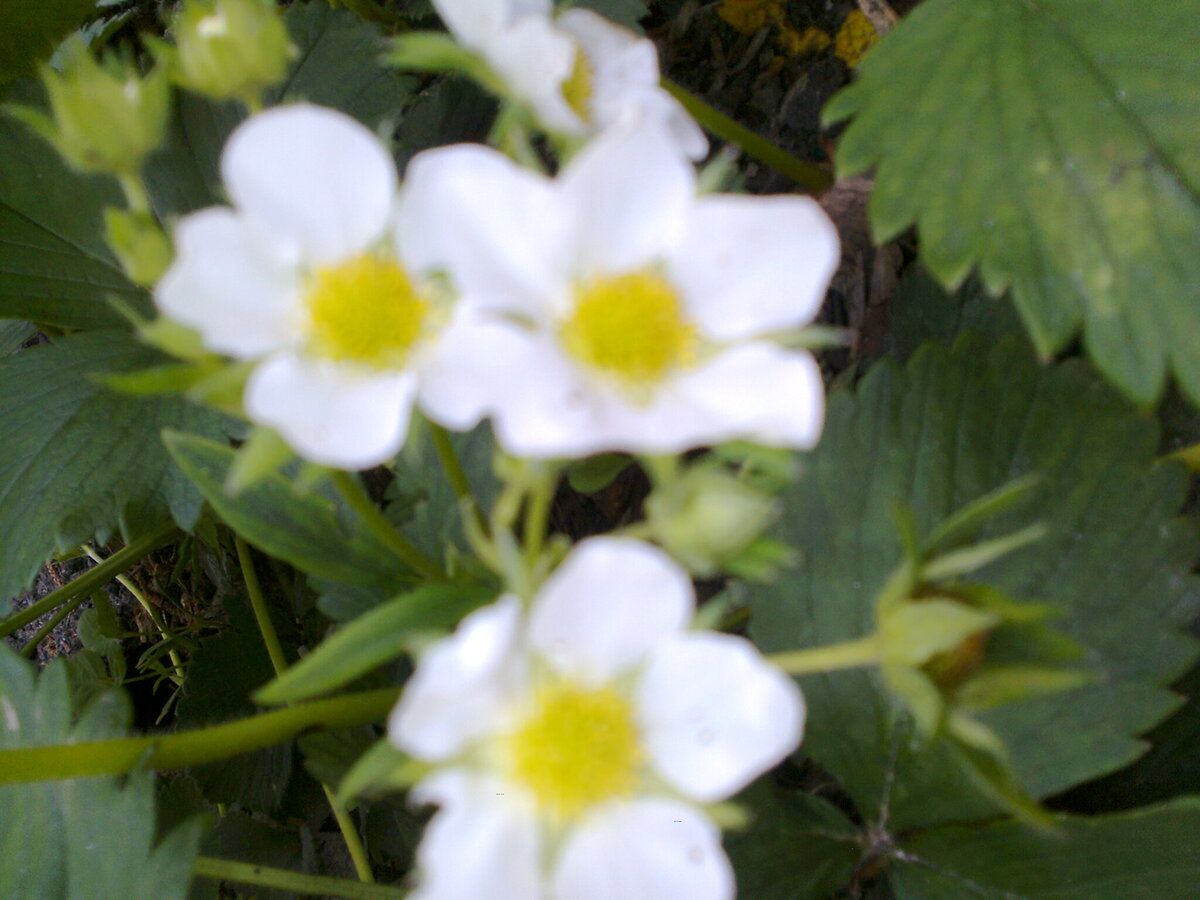 цветок клубники