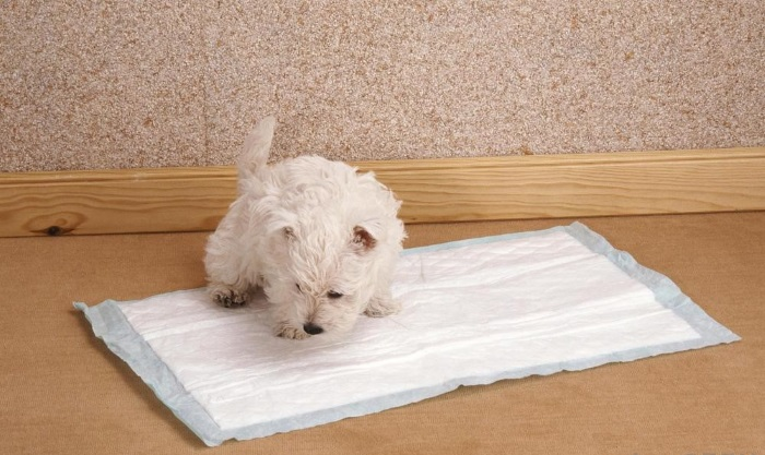 При соблюдении правил процесс приучения к лотку пойдет быстрее. 