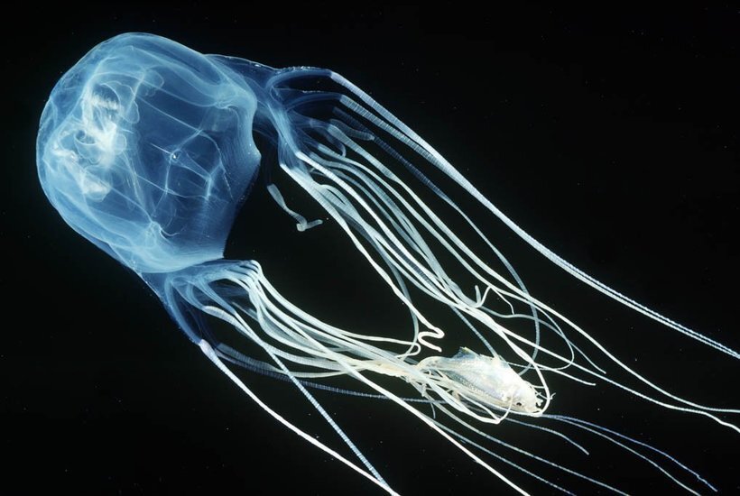 фото взято с https://new-science.ru/