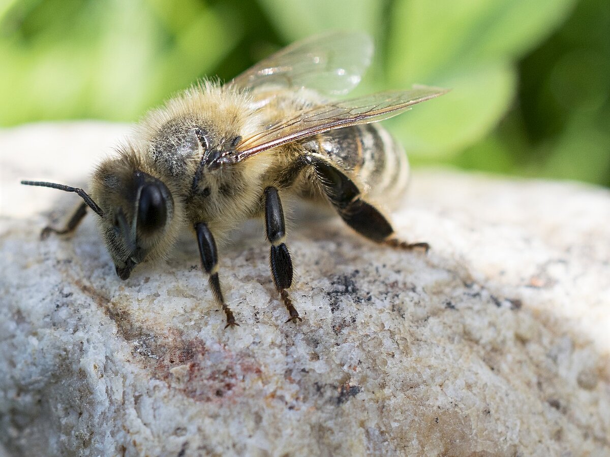Многие из общения с нами просто удивляются тому, что на самом деле пчелы имеют различные виды, проще говоря, разные породы. Поэтому решили завести и такую тему на канале.-2