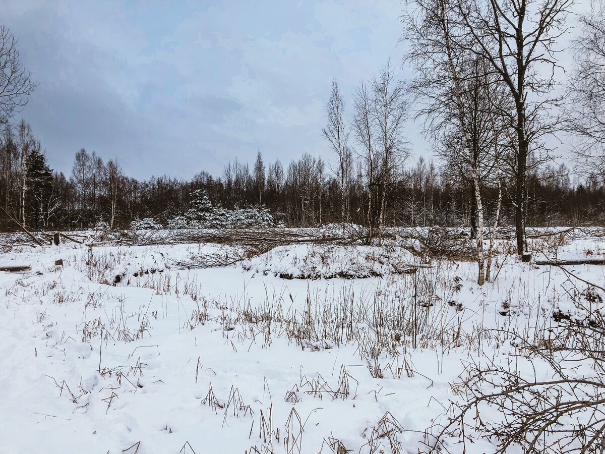 Наша сельскохозяйственная земля заросшая лесом