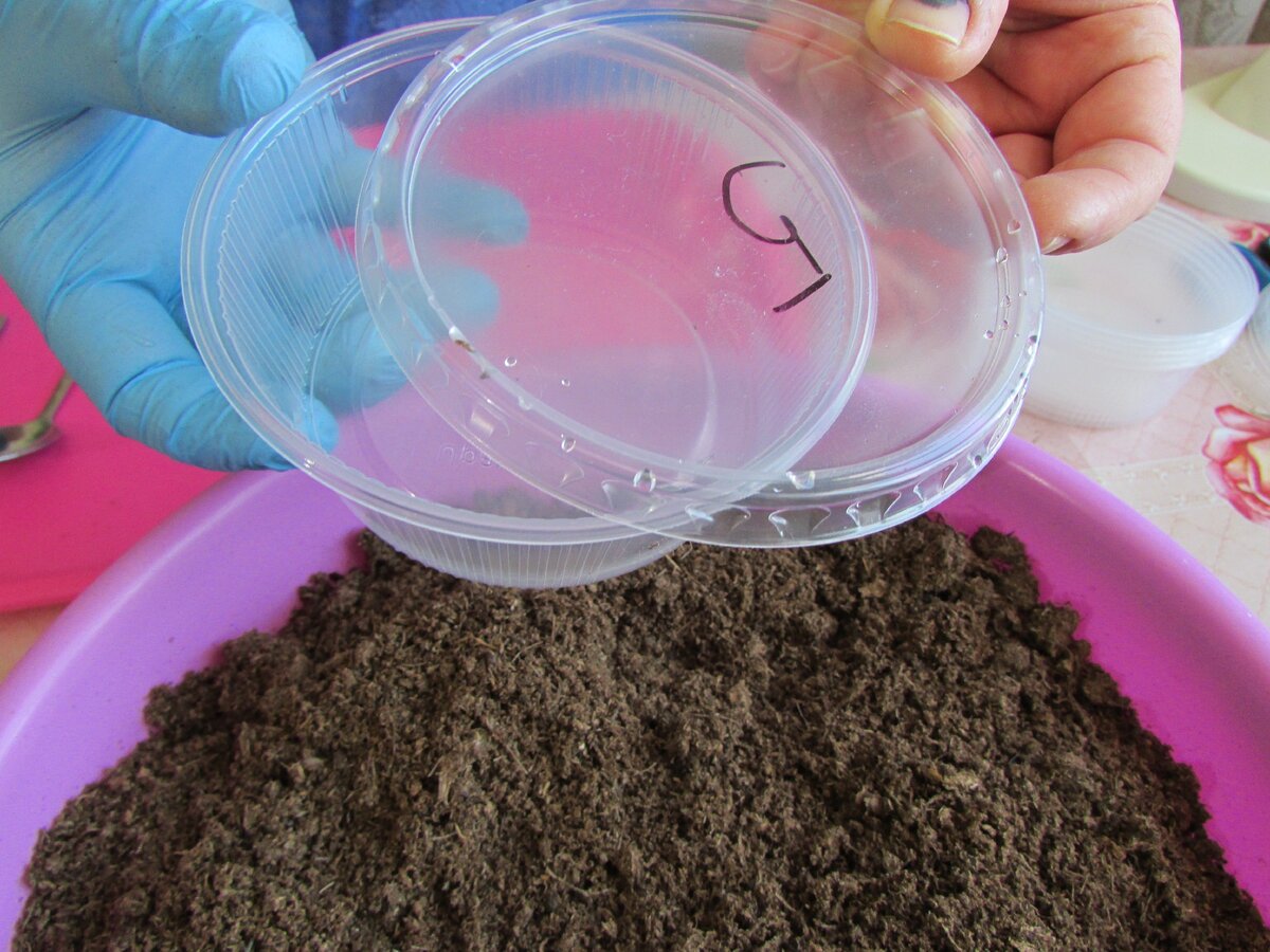 Ёмкости для сеянцев и грунт