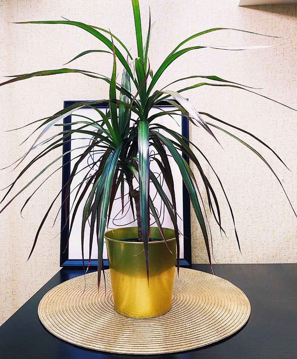 Драцена Маргината 