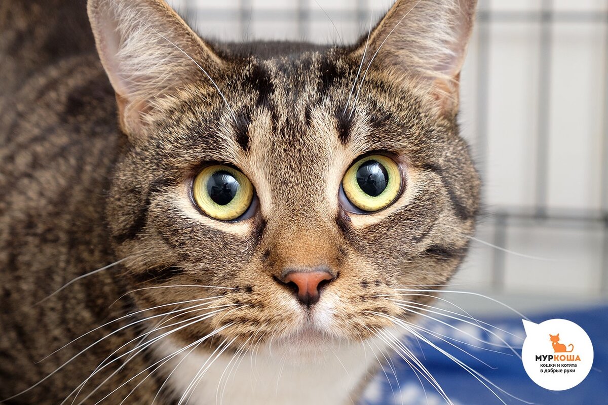 Забавные котята. Комиксы про кота гарфилда на русском. Интересные факты о котах. Пропал кот объявления. Британская короткошерстная.