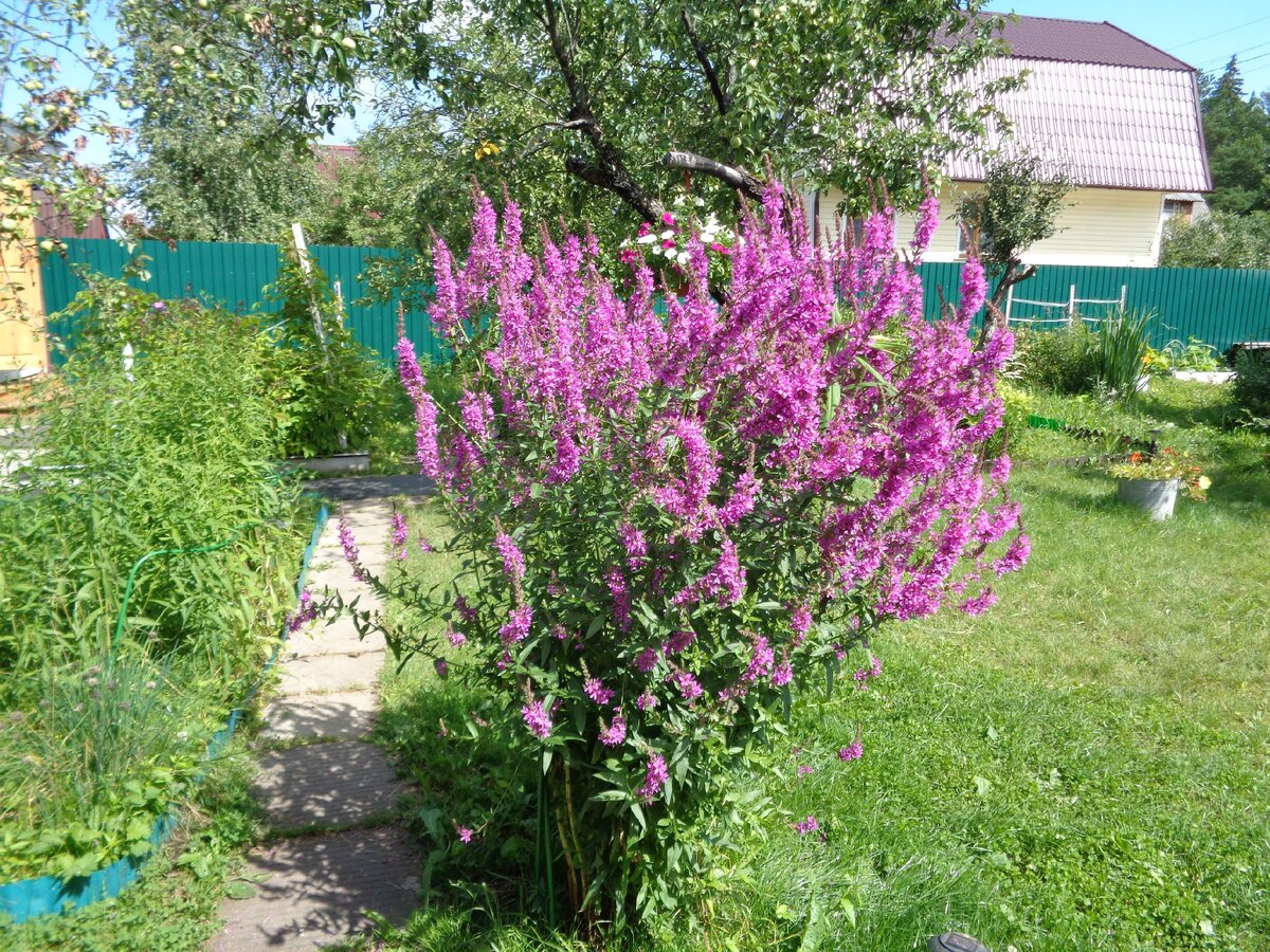 Куст на ветру