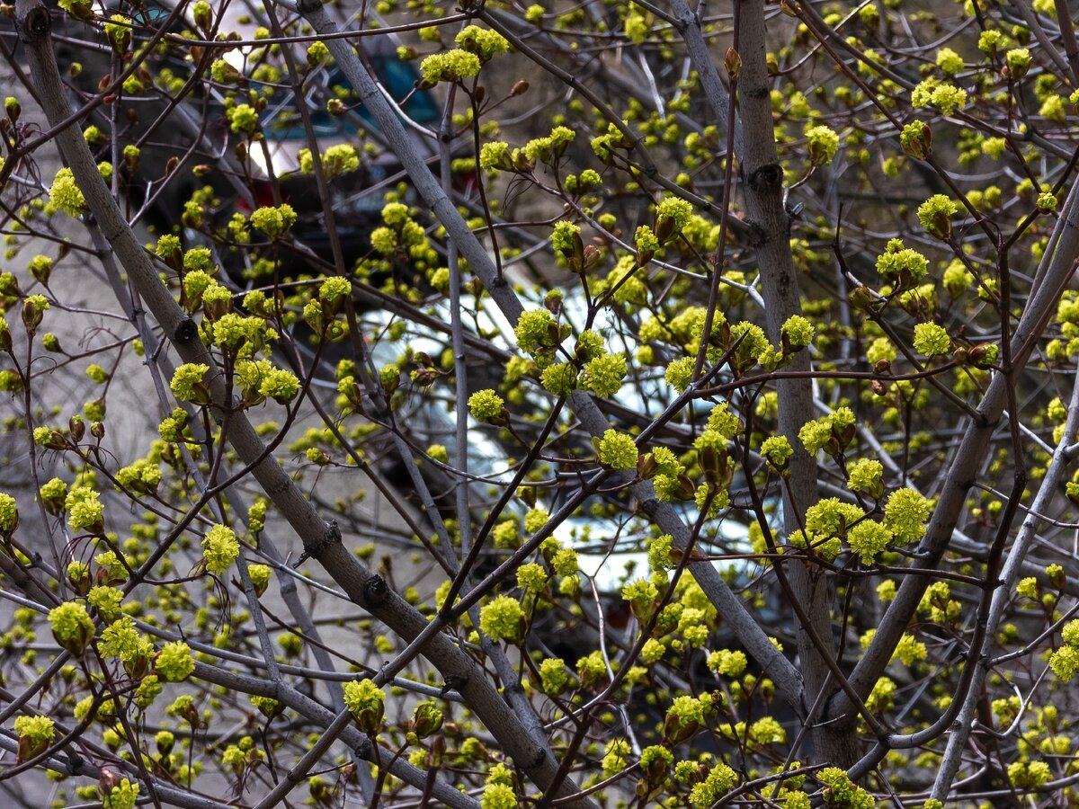 Цветение клёна