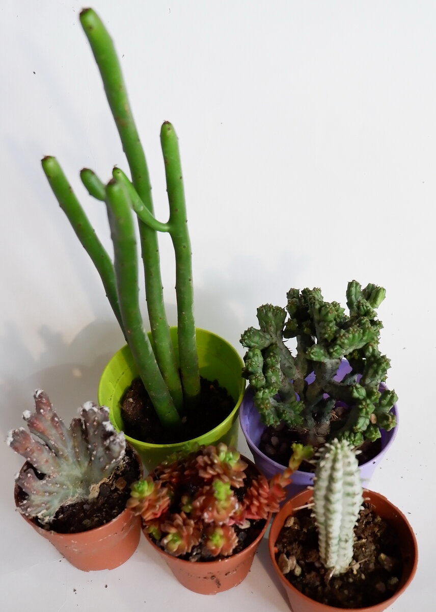 Мои новенькие.