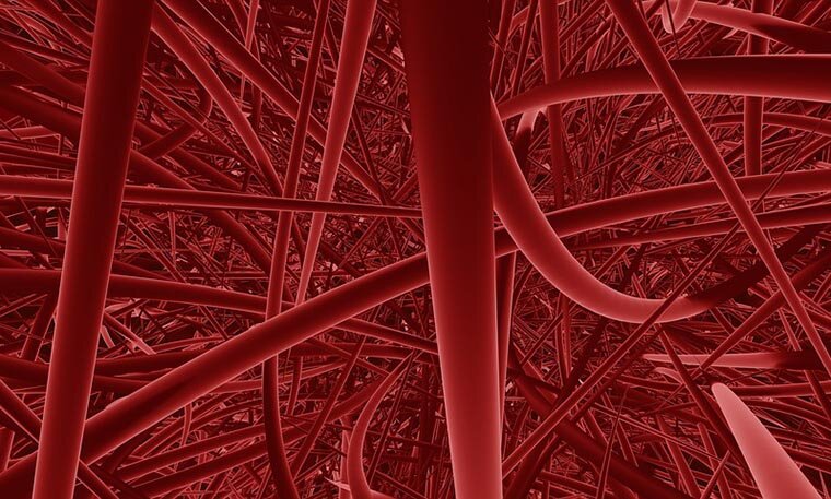 Под микроскопом можно увидеть, что все ткани буквально пронизаны кровеносными сосудами