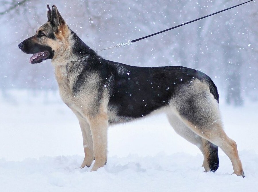 вео овчарка. сколько живут восточно европейские овчарки. рассказ о восточно европейской овчарки. восточно-европейская овчарка. восточноевропейская овчарка описание породы.