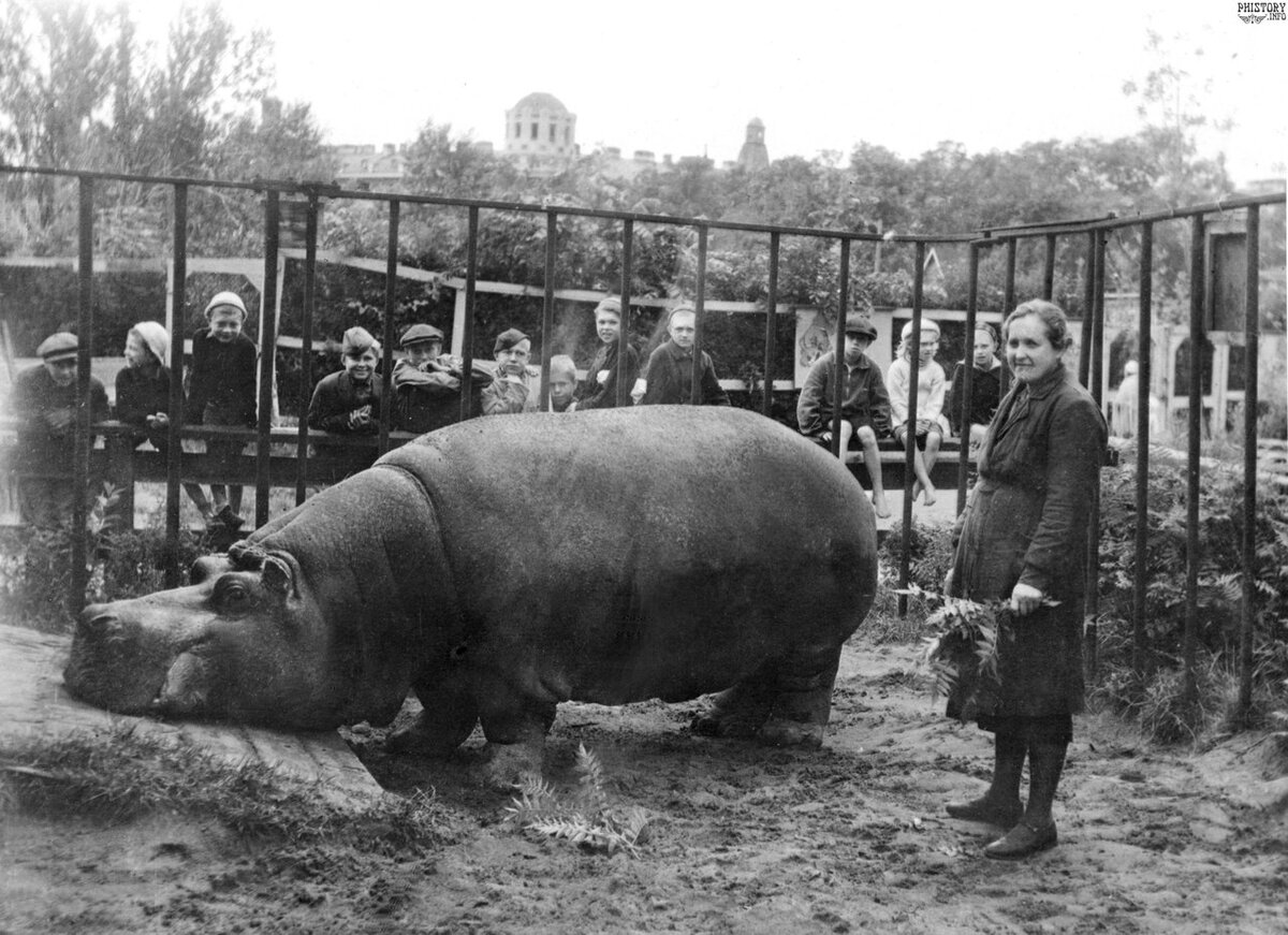 Вы будете плакать: трогательная история Калининградского зоопарка