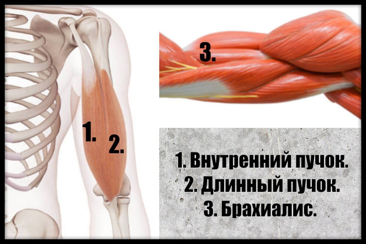Немного о строении бицепса. Источник: httpspixabay.com