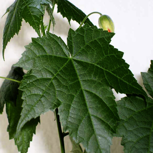 Лист Абутилона (взрослое растение)