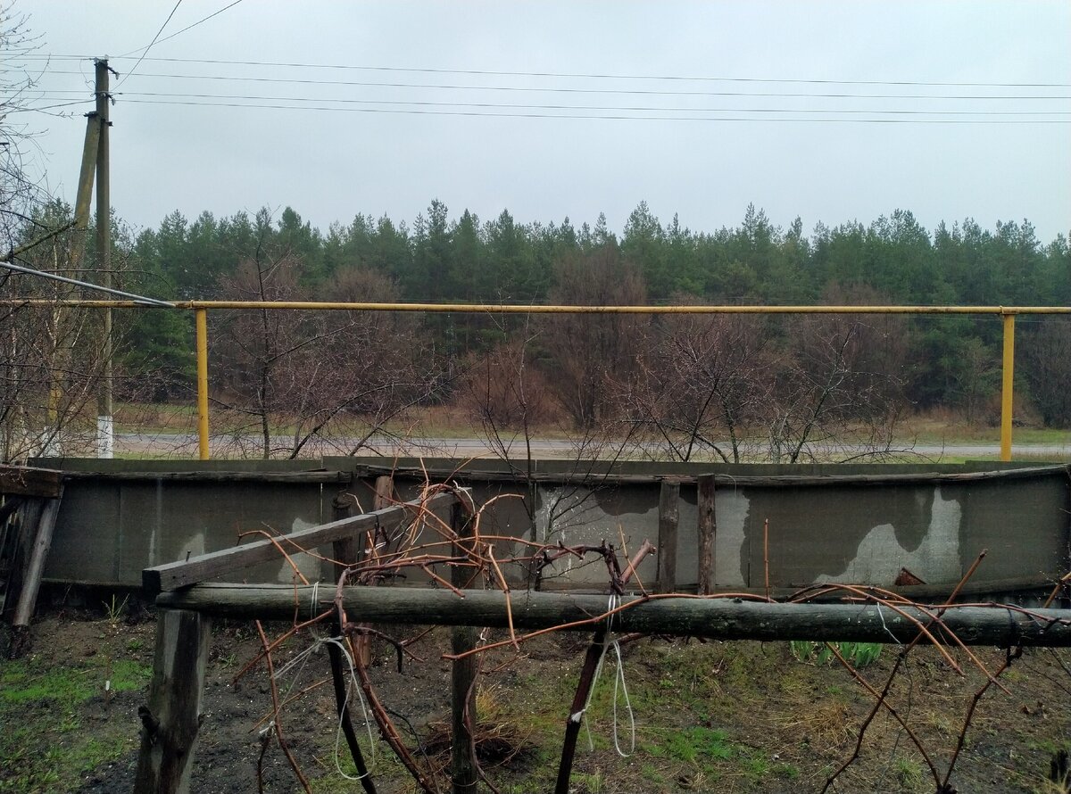 Это вид на сосновый бор во время дождя. Фото из окна