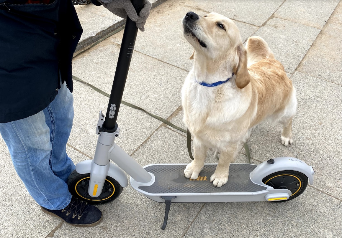 Самокатошеринг: как он работает и почему стоит попробовать | Segway-Ninebot  | Электросамокаты | Дзен