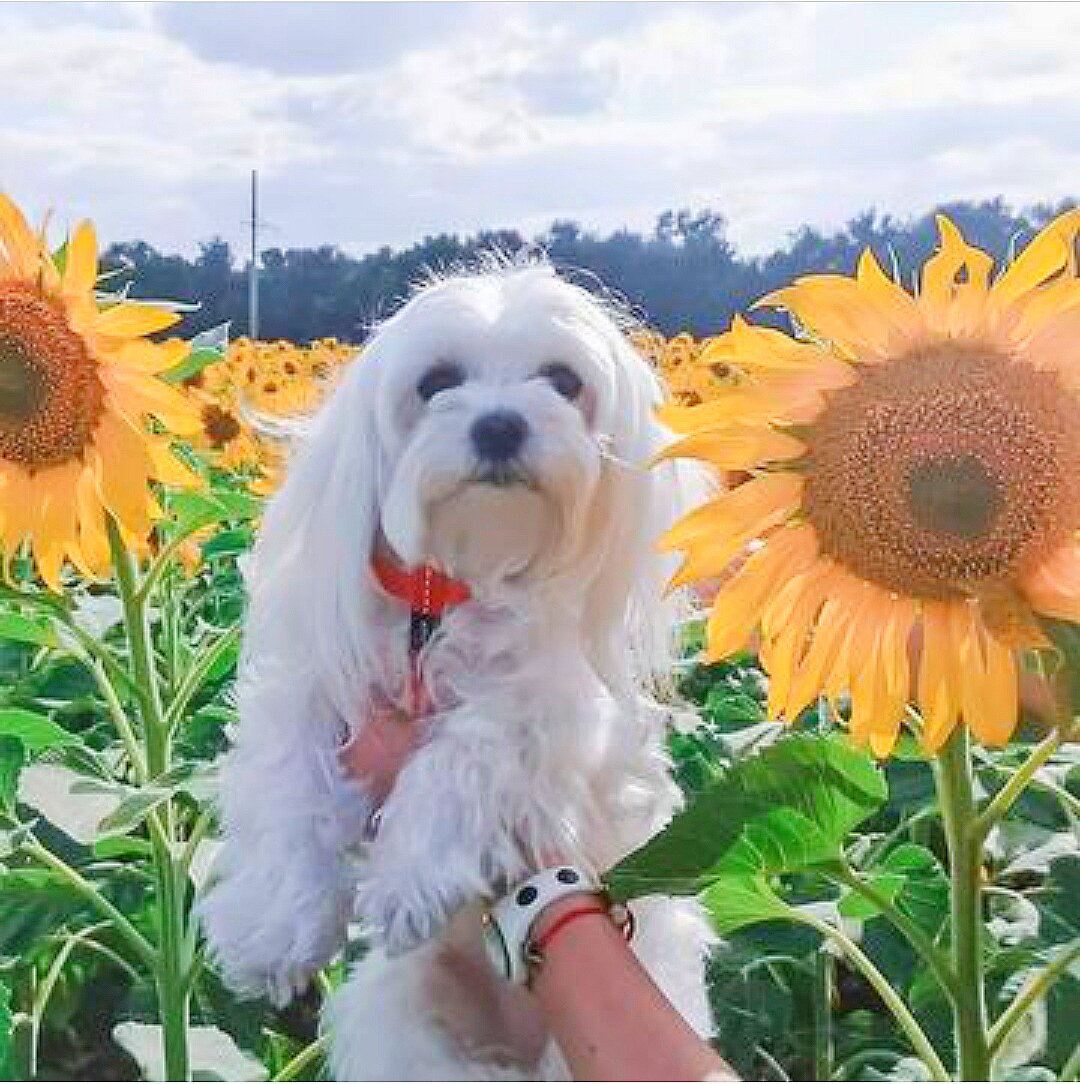 Представитель породы мальтезе - красавица Сьюзи. https://www.instagram.com/p/CJ_c-Q0gzpI/?igshid=el2ljodqpuf1