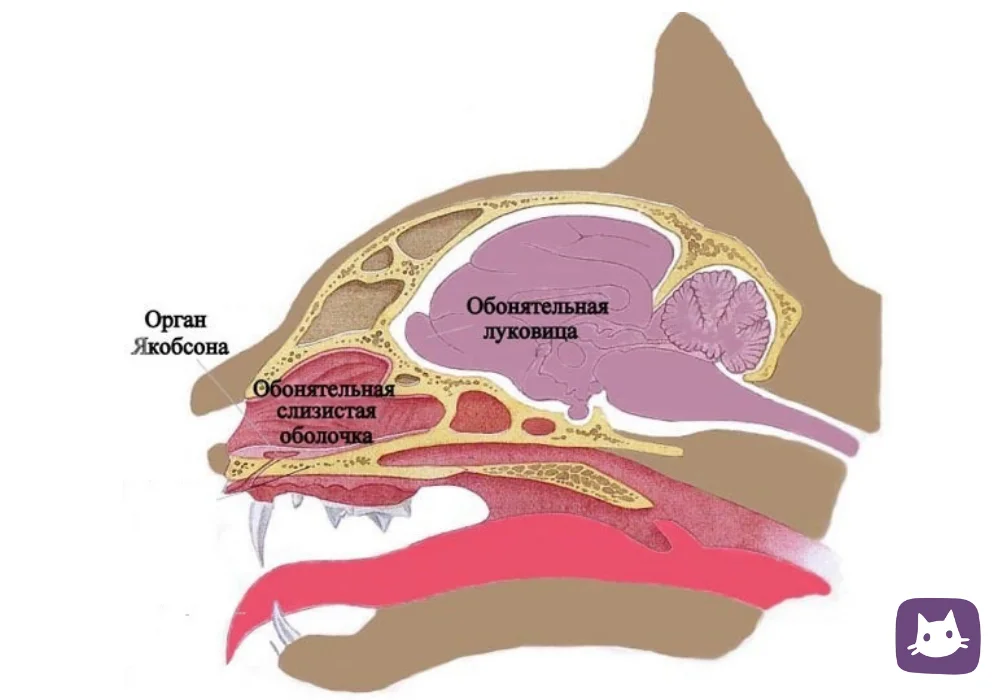 Органы обоняния у млекопитающих. Орган обоняния нос строение. Вомероназальный (Якобсонов) орган. Строение обонятельного анализатора животных. Орган Якобсона строение.