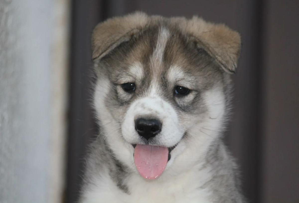 кутята лайки. лайки щенки лайки. сибирская лайка хаски. лайка собака щенок. лайка собака щенок.