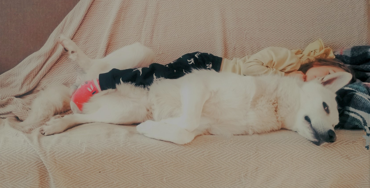 Вот такой наш член семьи - метис овчарки и самоеда