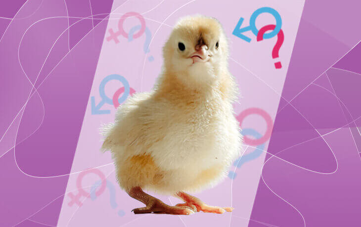 Петушок или курочка? Определяю пол цыпленка по науке