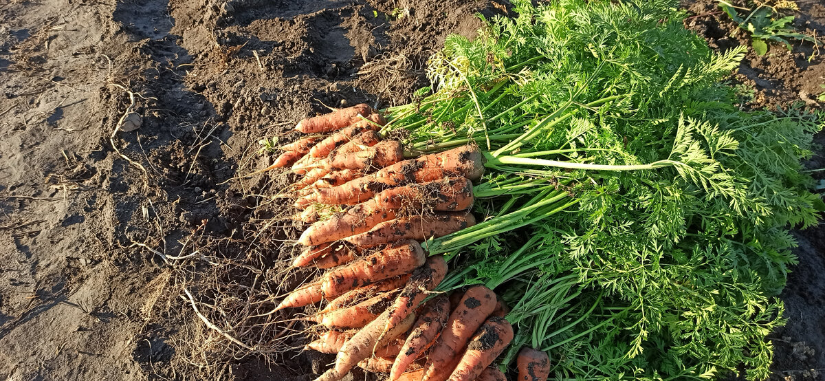 Можно ли пересаживать морковь при прореживании. Как прорастить морковку.