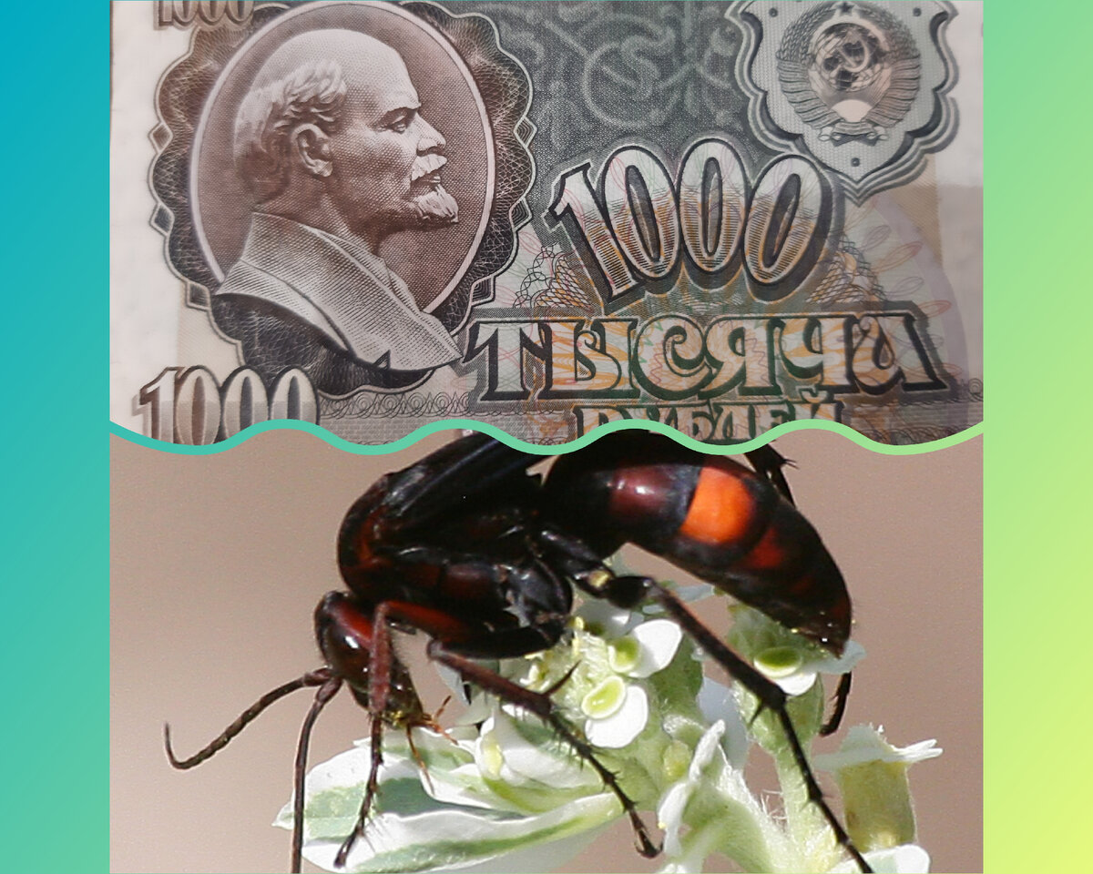 оса-паук. рода наездников. коллаж автора.