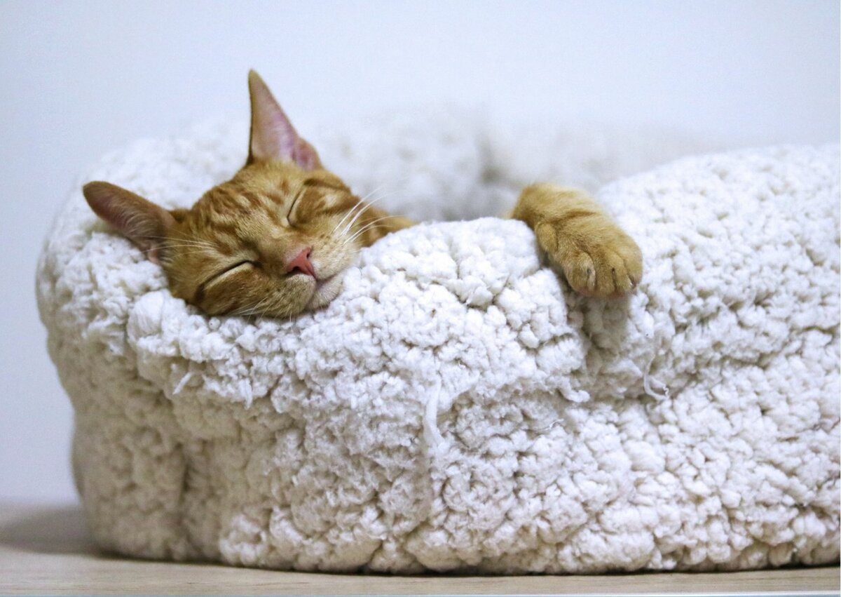 Спать до обеда реально, когда ты фрилансер